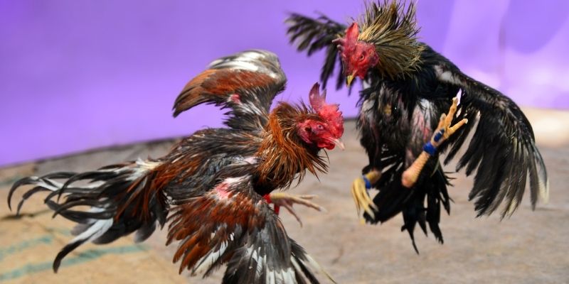 f8bet2 nổ hũ tiếng anh là gì