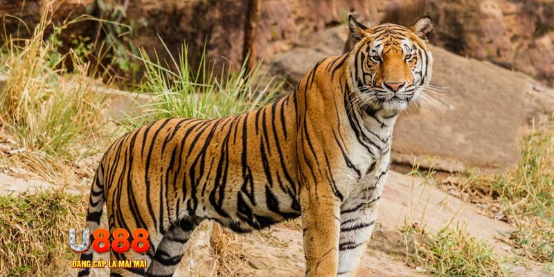 f8bet2 ban ca vip online