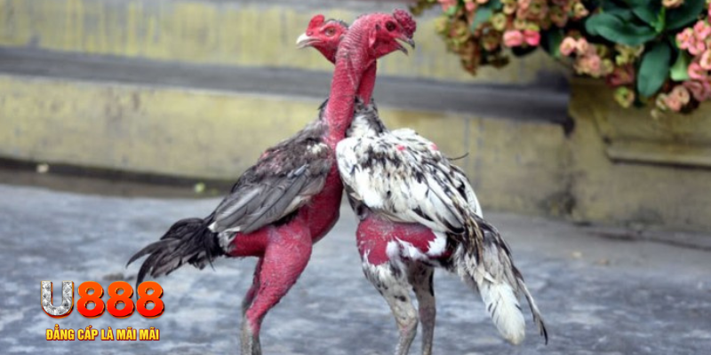 f8bet2 bàn cầu điểm số tay trước trong baccarat là gì