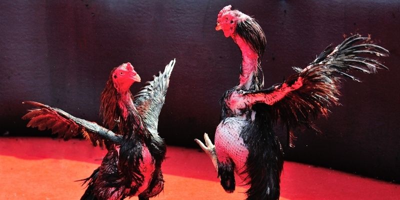 f8bet2 Spribe Điện Tử